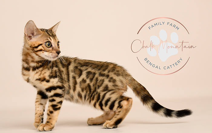 Bengal kitten for sale